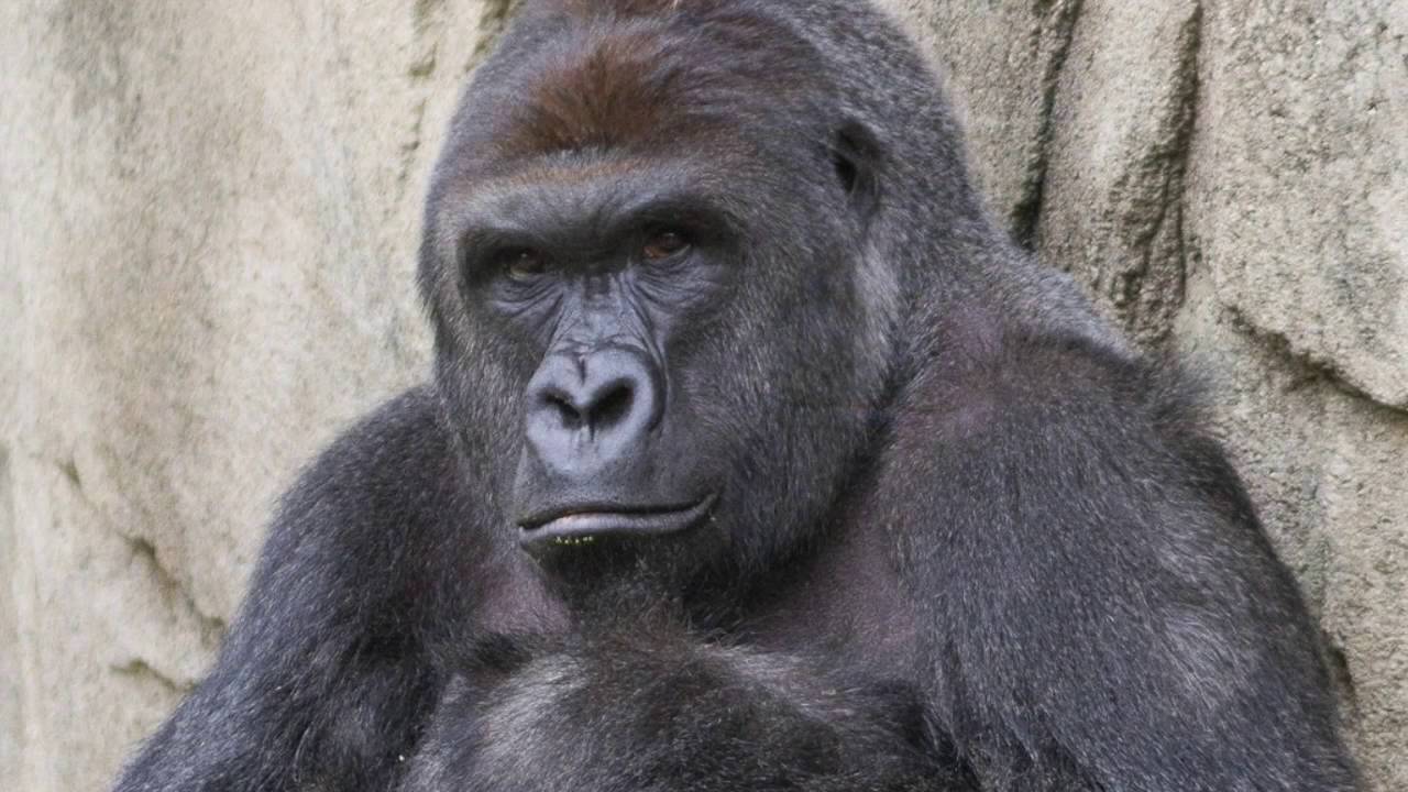 Remember Harambe One Year After His Death With These 10 Hilarious Tweets