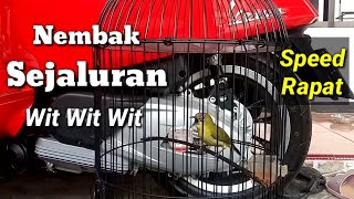 Pleci Nembak Panjang Sejaluran Speed Rapat, Cocok Untuk Melatih Pleci Anda