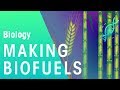 Making Bio Fuels | Biology for All | FuseSchool
