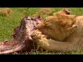 Lions fight over cow then eat together as a family