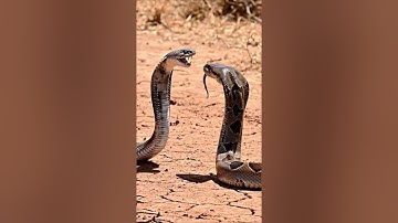 Clash of Giants Python Faces the King Cobra#shorts #kingcobra #animals #kingsnake #meerkat