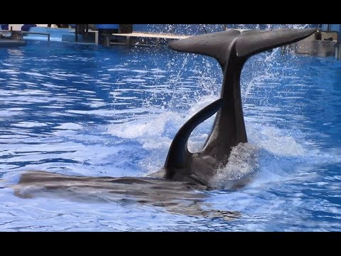 Video: SeaWorld Beidz Orca Selekciju - Matador Network