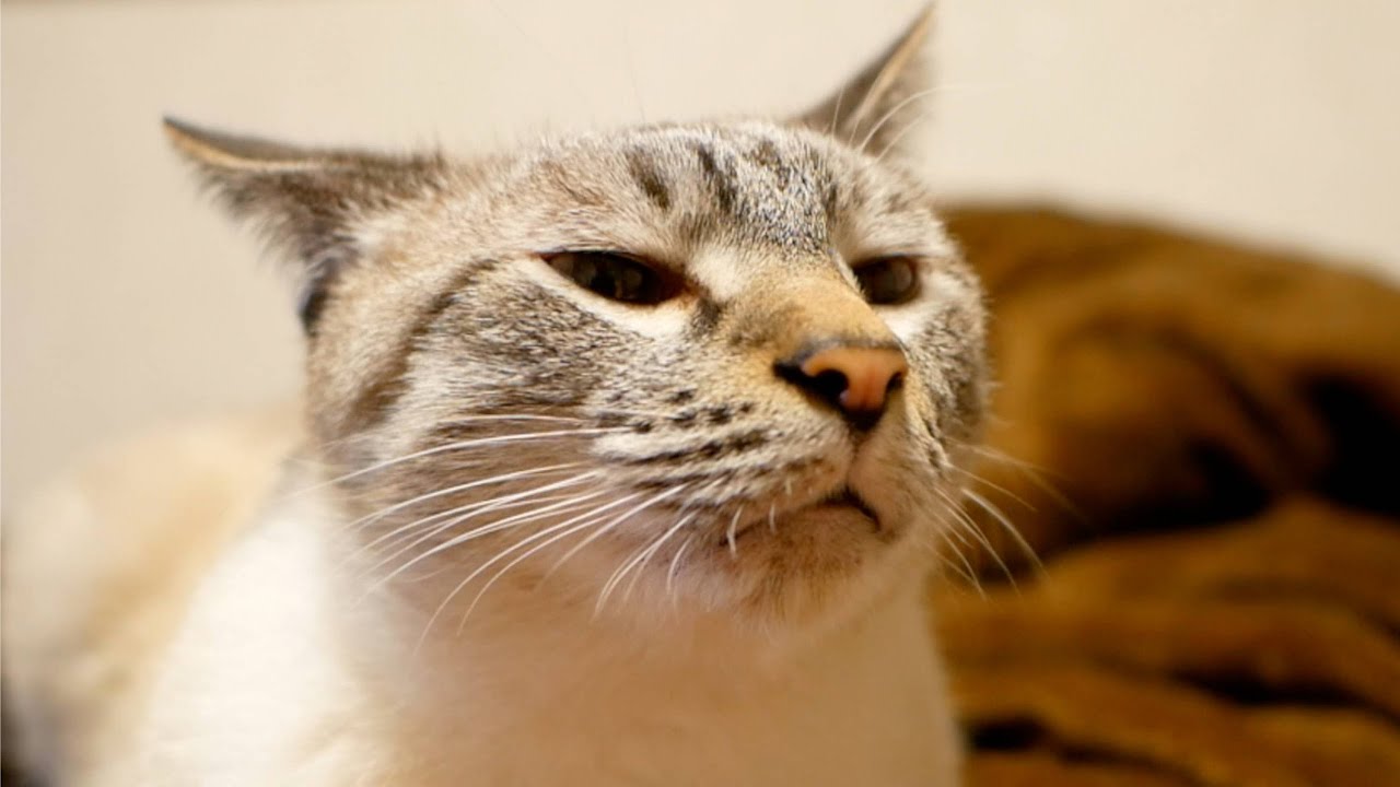 仲良し兄弟猫が一緒に寝ようとするのでイスの上はいつも混んでいます Youtube