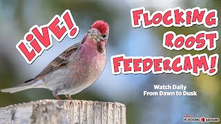 🪶 Live Bird Feeder Cam! Join us Daily at 08:00 ! - 2026-05-18 🪶