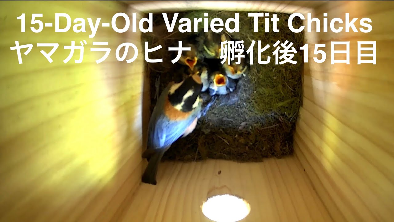 Varied Tit Chicks Growth Diary #15 ヤマガラ 雛の成長記録 #15 - YouTube