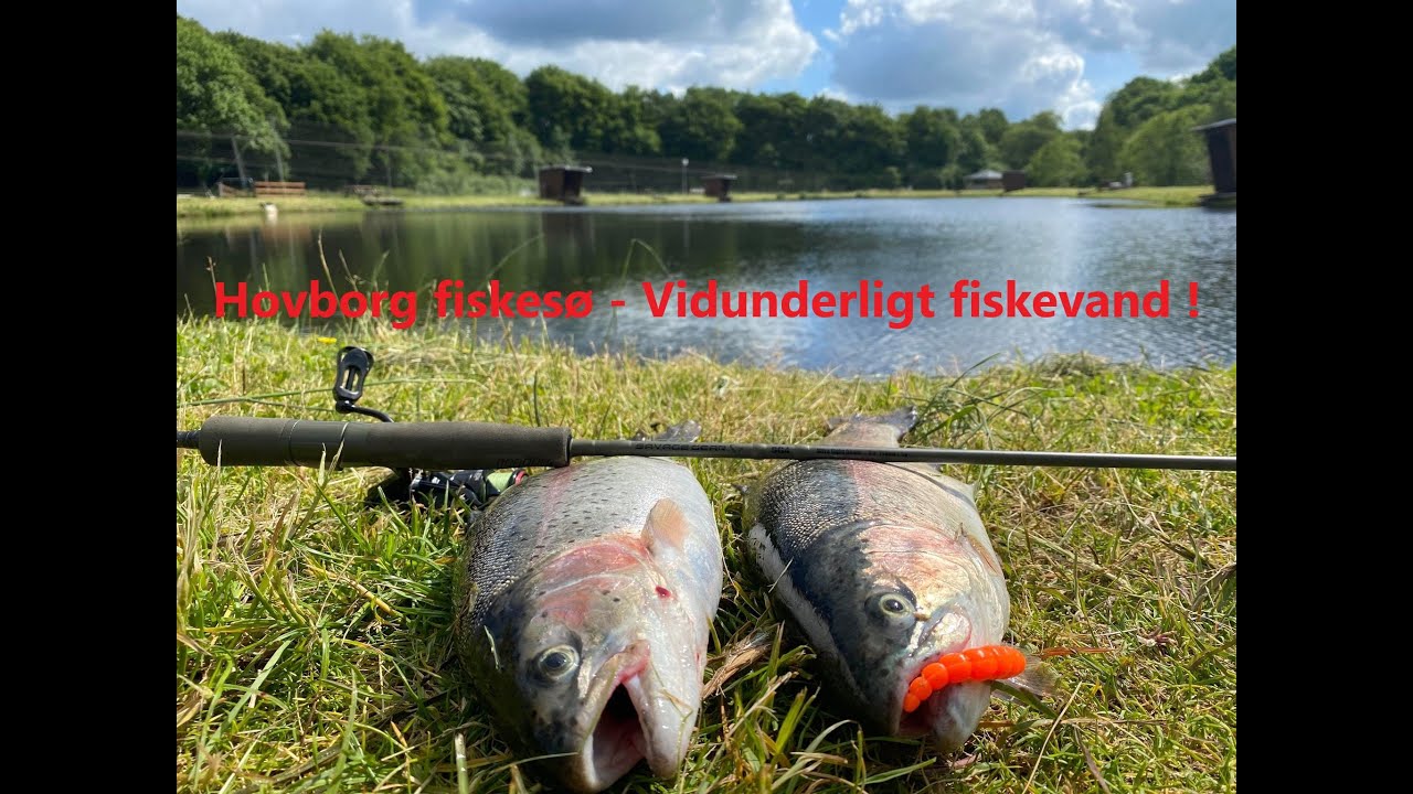 Hovborg Fiskesø - Fuldstændig vild aktivitet. Put and Take fishing