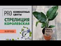 Стрелиция Королевская  | Растение Райская птица | Секреты ухода за стрелицией