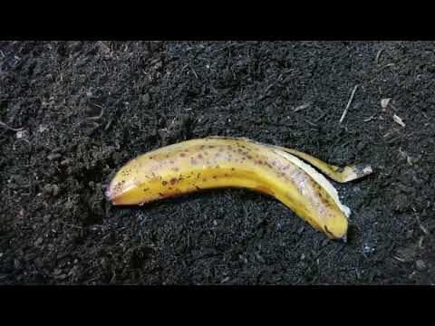 2000 Composting Worms Vs Banana Time Lapse 5 Days In 1 Minute