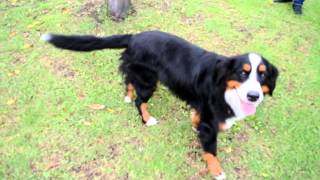 Huilen De La Cruz Blanca - Mafalda - Bernese Mountain Dog