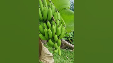 Ai không được ăn chuối #cothebanchuabiet #suthatthuvi #banana #healthy #shorts