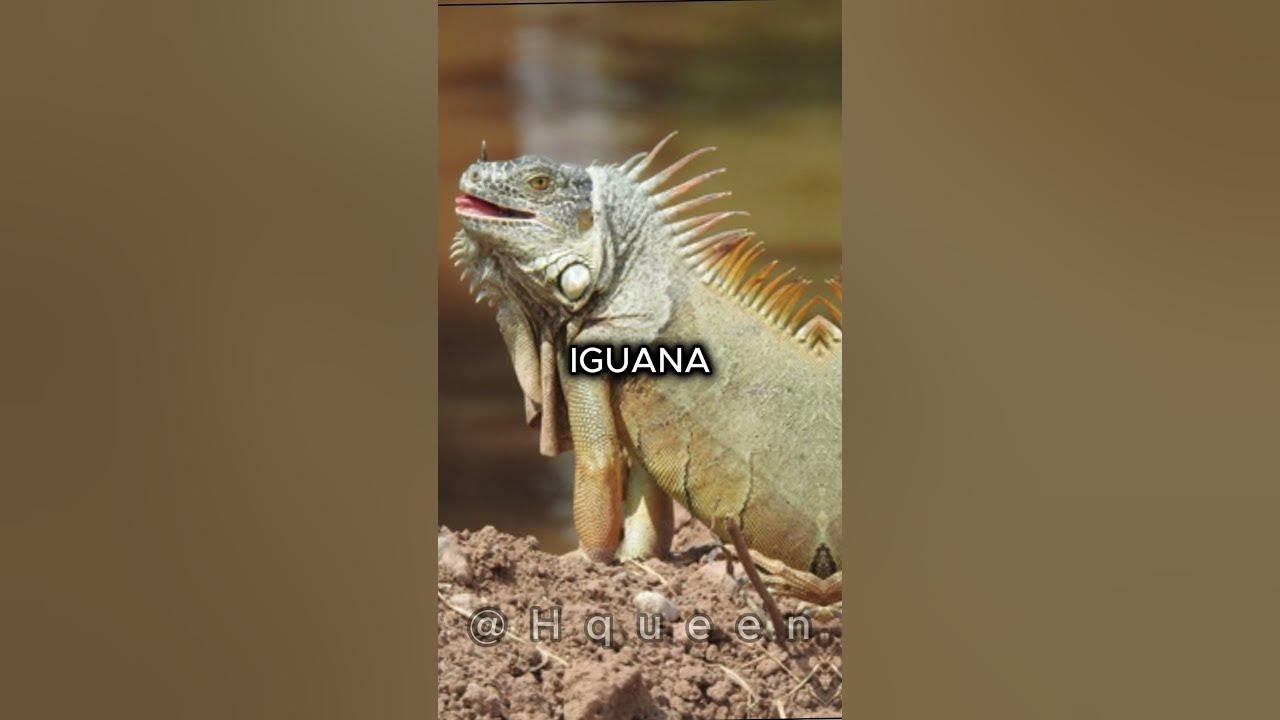 animals-which-are-haram-to-keep-as-pet-shortvideo-shorts-viral
