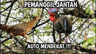SUARA PIKAT AYAM HUTAN BETINA NGEKEK