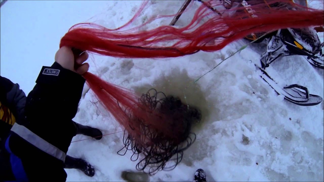 Nätfiske med Torstens kuha