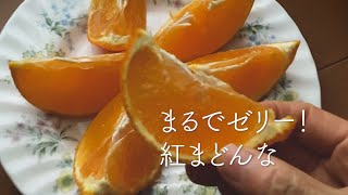 [美味しいお取り寄せ]まるでゼリー！紅マドンナの美味しい切り方＃紅まどんな＃あいか＃愛媛＃おとりよせ＃JAPAN FOOD