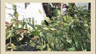 Use Dragon Fruit at Sambirejo Banyuwangi - ( Trailer)