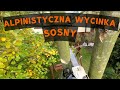 Alpinistyczna wycinka sosny  atwa wycinka w ciasnym ogrodzie