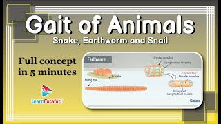 Class 6 Science Body Movements - Gait of Animals - Snake, Earthworm and Snail - LearnFatafat