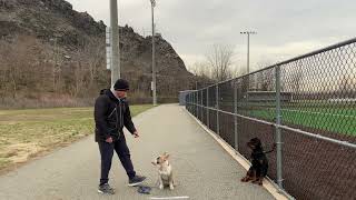 Rosas K-9 Training Bull Terrier Basic Obedience