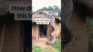 Animal Glow Up From Tiny Pets To Majestic Creatures