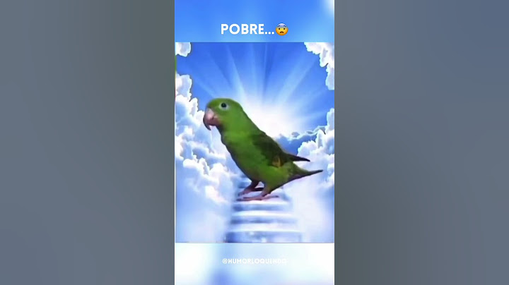 #humor #humornegro #memes #baile #pajaro #accidente #parati #risas