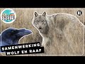 De samenwerking tussen wolven en raven  radio  vroege vogels
