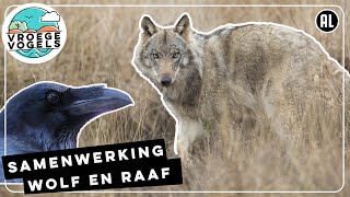 De samenwerking tussen wolven en raven | Radio | Vroege Vogels