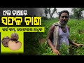         elephant foot yam farming in odisha  successful farmer