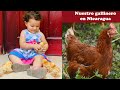 Nuestro gallinero en Nicaragua. (Gallinas Isa Brown)