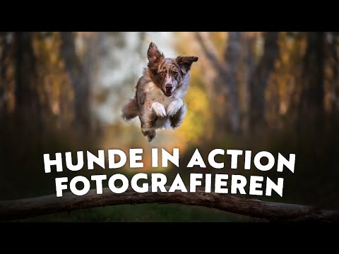 Video: Wie Fotografiert Man Einen Hund
