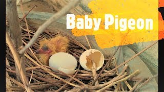 Pigeon Life Cycle | Baby Pigeon | Birds | From Eggs To Bird | A Pigeon Gave Eggs In My House