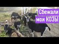 ДОМ В СЕЛЕ. КОЗЫ СБЕЖАЛИ ИЗ ДОМА. ЗАСЕЛИЛ ВСЕХ В САРАЙ. Сарай для коз. Сарай для коров.