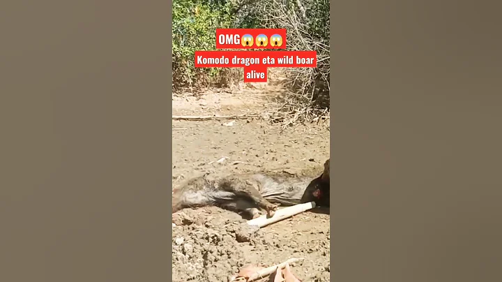 OMG komodo dragon eats wild boar alive #shorts