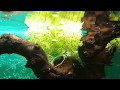 Guppys y neocaridinas en 33L!! Nuevo montaje!!