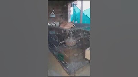 Finch & Dove Breeding Setup #pheasants_quails_chickens