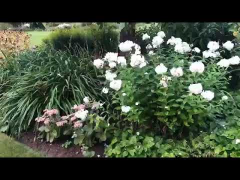 Video: Kuidas Istutada Ranunculust õues