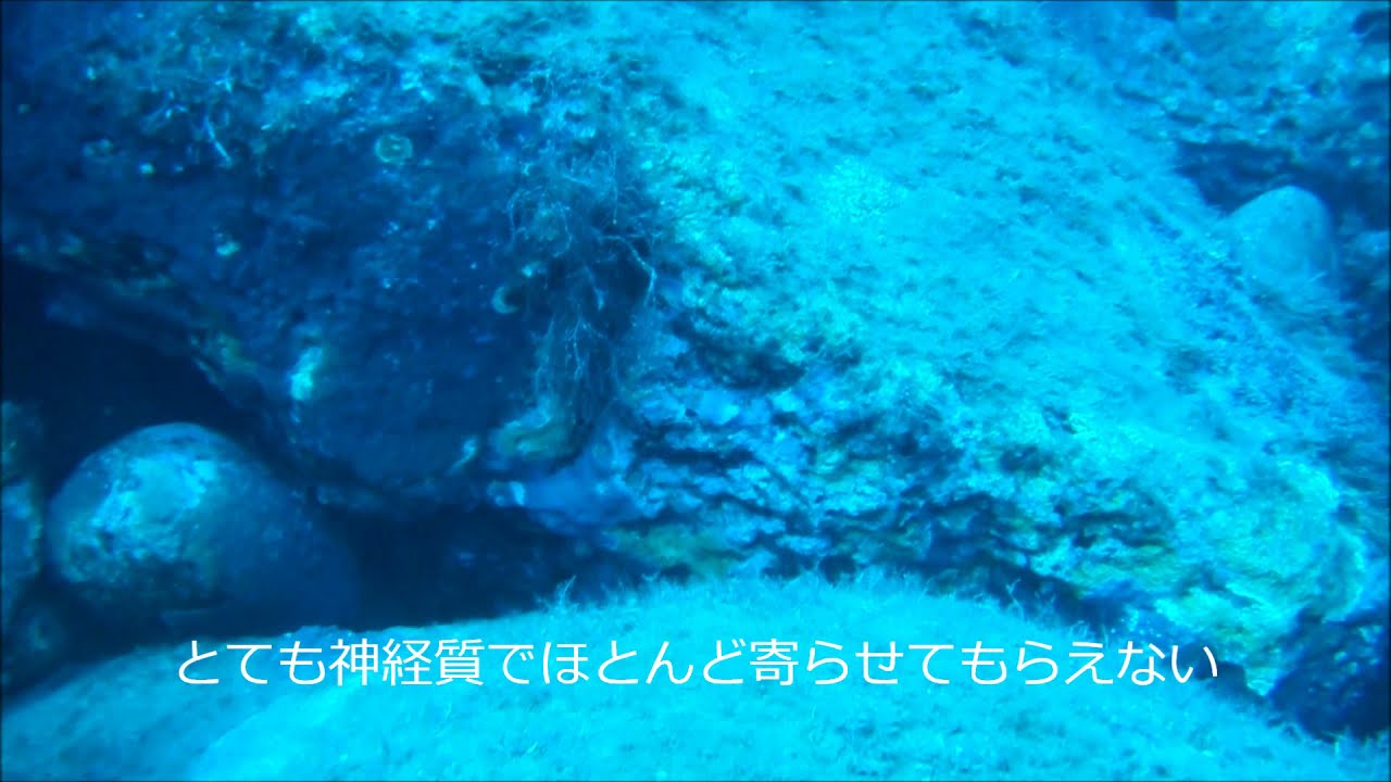 西側（黄金崎公園ビーチ）ではちょっと珍しいルリハタ