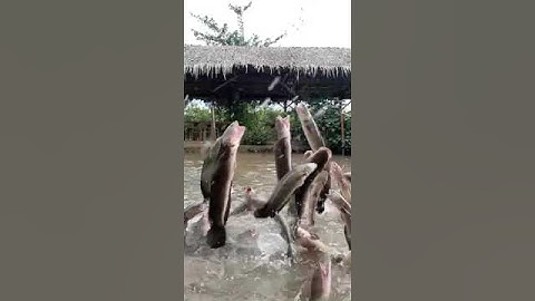 Cá Lóc bay Cần Thơ | Thú vui sứ miệt vườn | Du lịch miền Tây