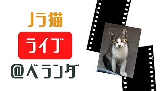 ノラ猫ライブ京都のベランダ