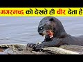 आखिर मगरमच्छ की इससे फटती क्यों हैbeaver and crocodile,Why beaver rip the crocodile as seen,animals