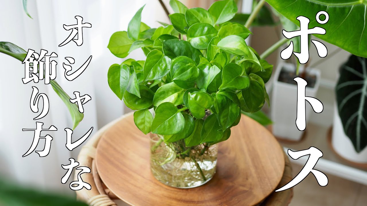 【ポトス】インテリアがオシャレになる飾り方・仕立て方