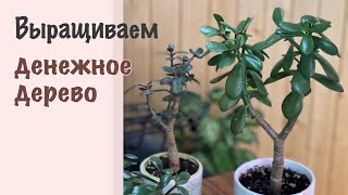 №89. Денежное дерево. 5 важных советов по выращиванию. Как вырастить красивую крассулу.