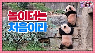 (SUB) The First Outdoor Picnic Of Twin Pandas│Panda World