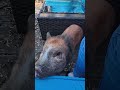 my mini pig is living the life fr