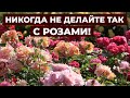 УХОД ЗА РОЗАМИ ОСЕНЬЮ.🌹 КАК ПОДГОТОВИТЬ РОЗЫ К ЗИМЕ?