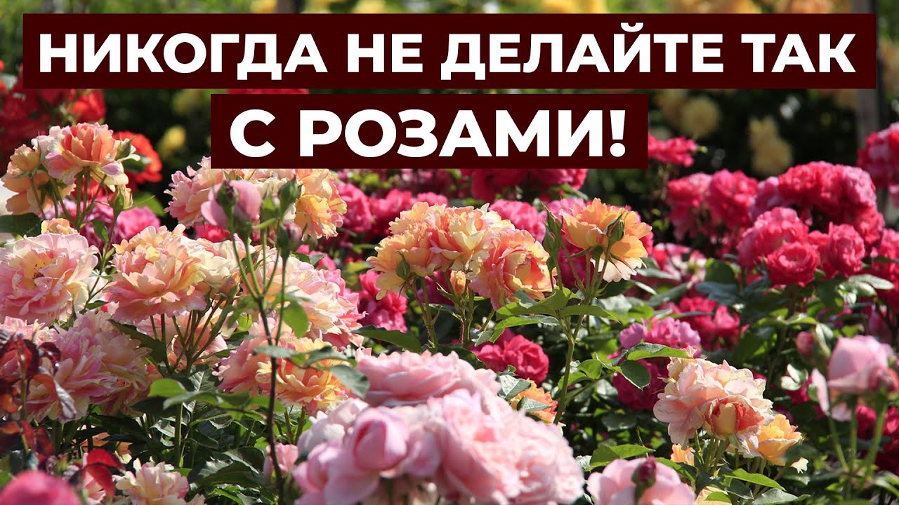 УХОД ЗА РОЗАМИ ОСЕНЬЮ.🌹 КАК ПОДГОТОВИТЬ РОЗЫ К ЗИМЕ?