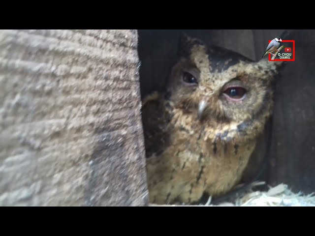Sleepy owl in his house class=