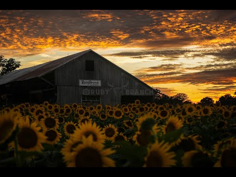 Sunflower Maze @ Ruby Branch Farms 