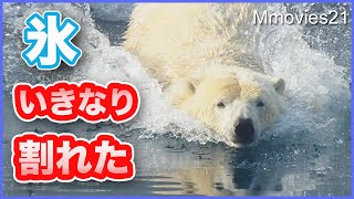氷いきなり割れてズッコケたホッキョクグマ・飼育員さんどこ？ニオイで居場所がわかる Polar Bears life in ice world