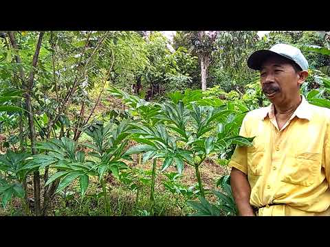 tanaman-porang/tire-di-kebun-pak-mukrimin