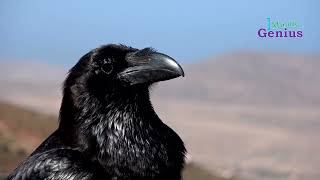 Birds  Crow